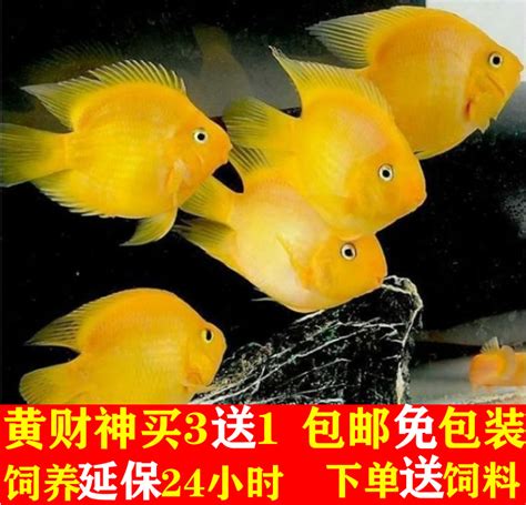 財神鸚鵡魚